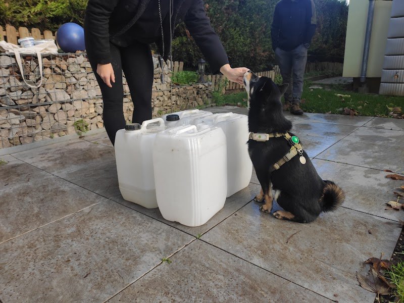 CAT'CANIN - Educateur Comportementaliste Canin - photo 2