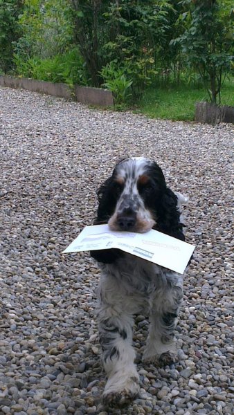 Christophe Musil Comportementaliste