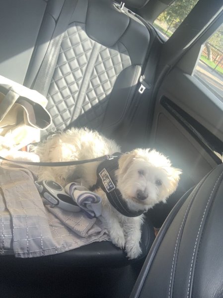 Christophe Musil Comportementaliste - photo 2