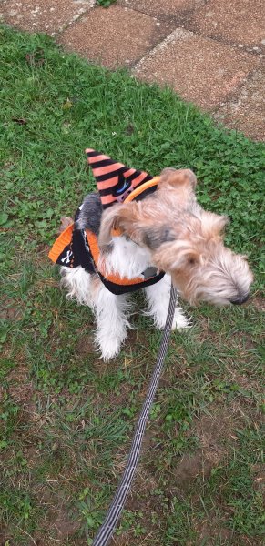 Club d'Education Canine Habsheim - photo 2