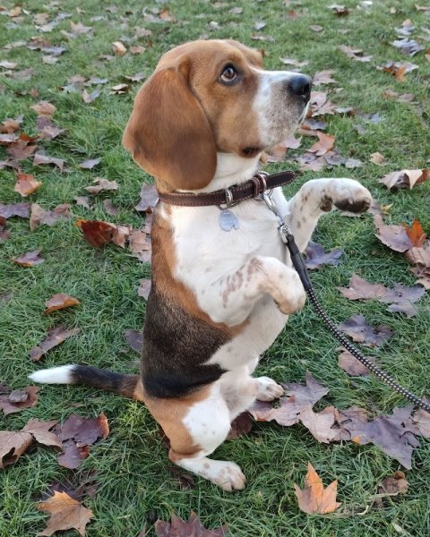 Club Canin Colmar (RACC) - photo 3