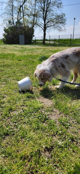 club canin cuccf - photo 1