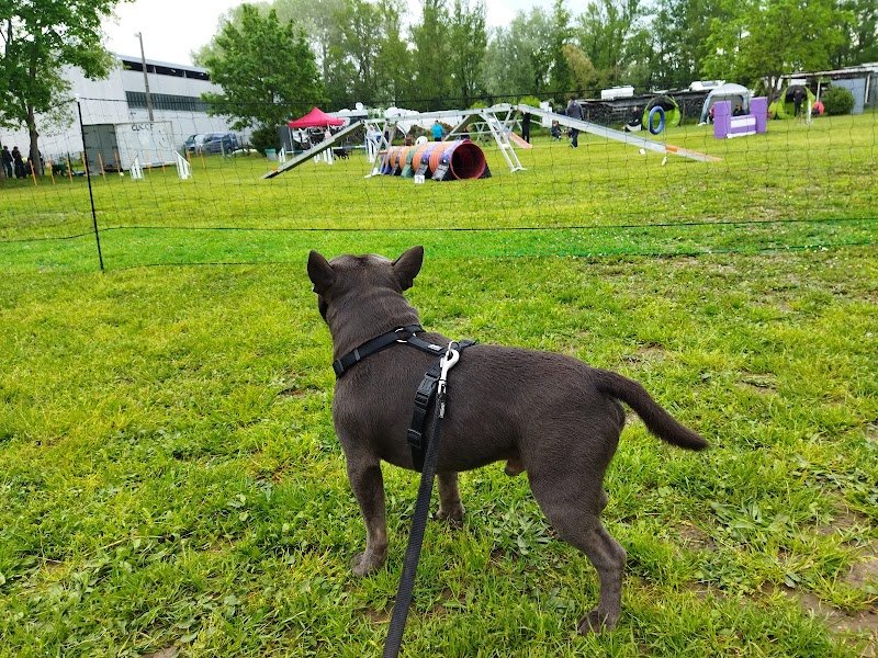 club canin cuccf - photo 2