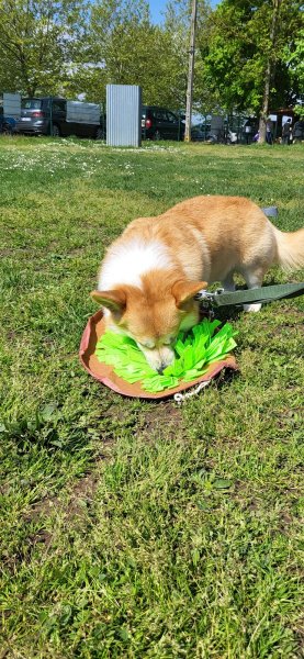 club canin cuccf - photo 3