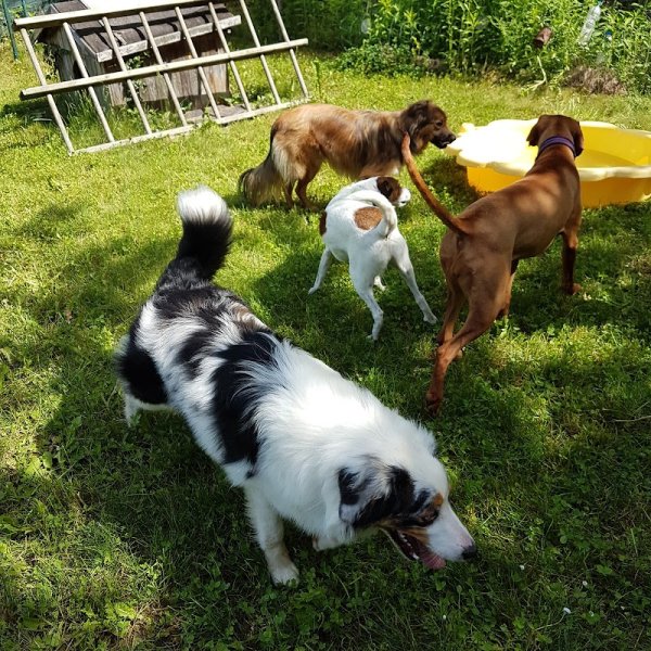 PARLONS CHIEN® - photo 1