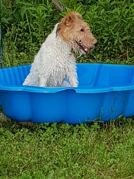 PARLONS CHIEN® - photo 3