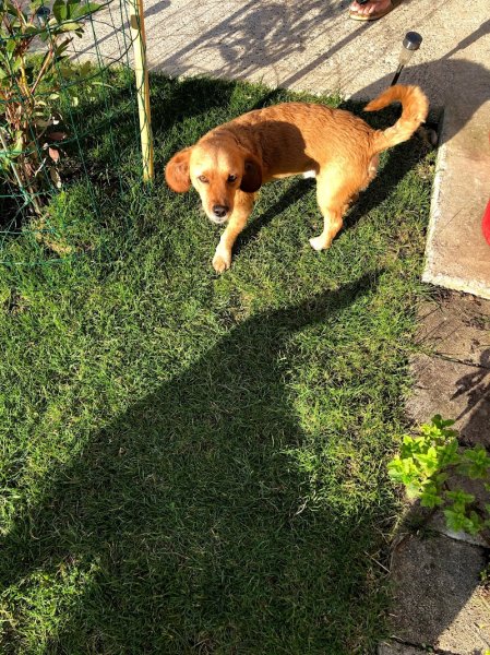 ELL' ENERGY Dog - photo 3