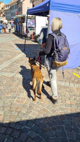 Super Nanny Dog - Educatrice comportementaliste canin à domicile Secteur haut-rhin et environ