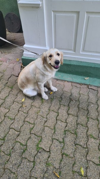 Super Nanny Dog - Educatrice comportementaliste canin à domicile Secteur haut-rhin et environ - photo 2