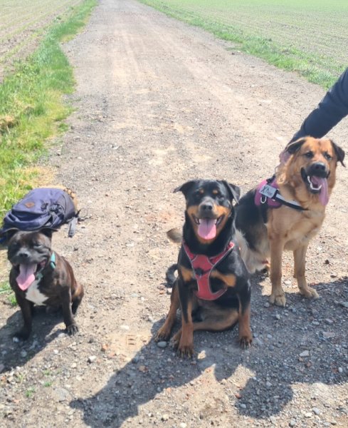 Super Nanny Dog - Educatrice comportementaliste canin à domicile Secteur haut-rhin et environ - photo 3