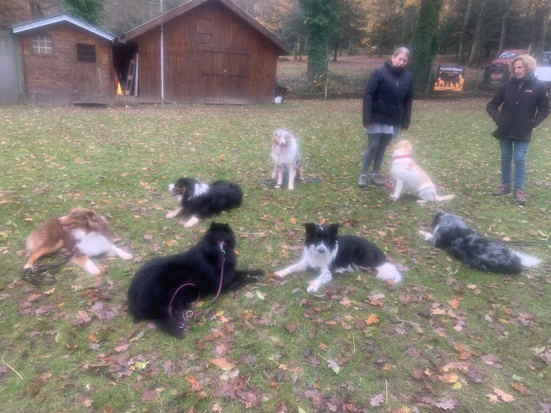 Training club canin du Florival