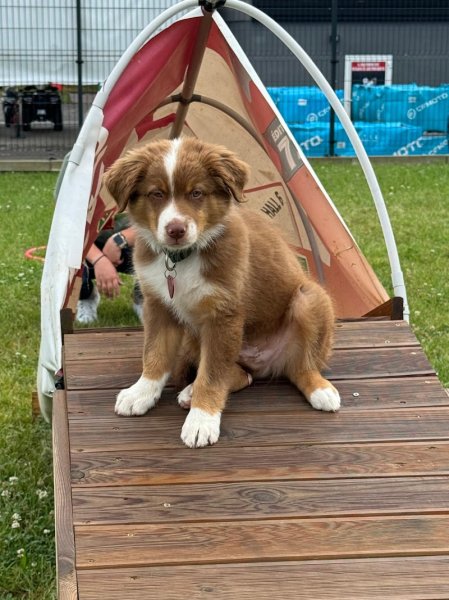 EMP TRAINED DOG - photo 3