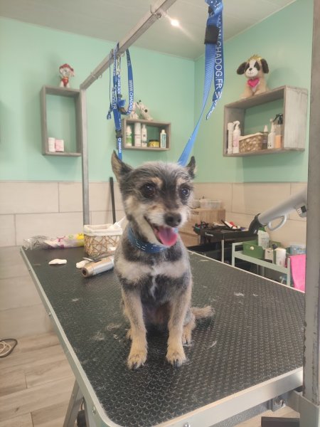 Virgin & Dog - Toiletteur ,Salon de toilettage, Toilettage, - photo 2