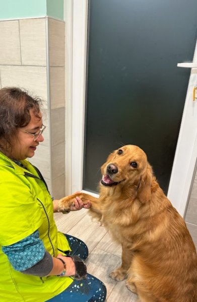 Virgin & Dog - Toiletteur ,Salon de toilettage, Toilettage, - photo 3