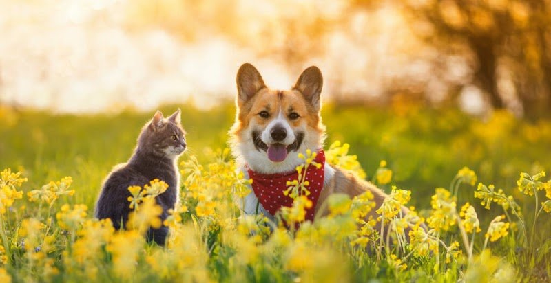 Alsa'Pets - Comportementaliste canin et félin