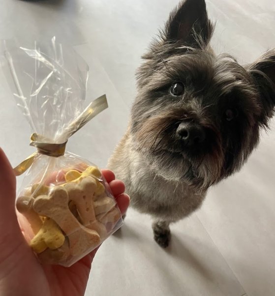 Elégance Canine - photo 2