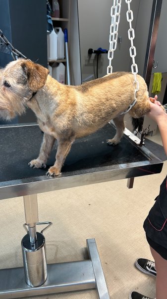 Elégance Canine - photo 3