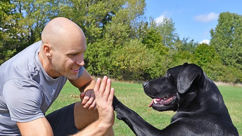 Dollydog Educ - photo 1