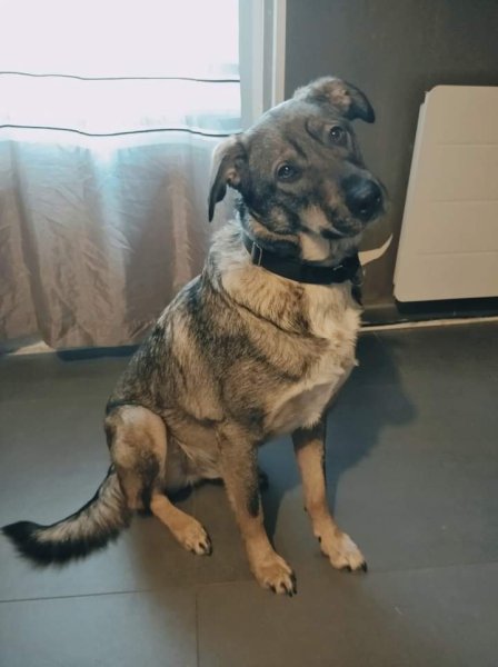 Dollydog Educ - photo 3