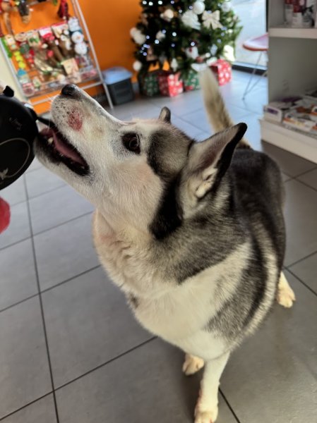 Pension canine de sud alsace - photo 3