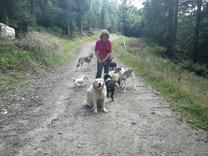 Pension Canine Chez Sophie - photo 1