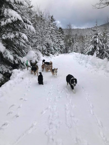 Pension Canine Chez Sophie - photo 2