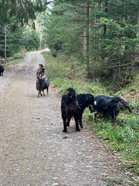 Pension Canine Chez Sophie - photo 3