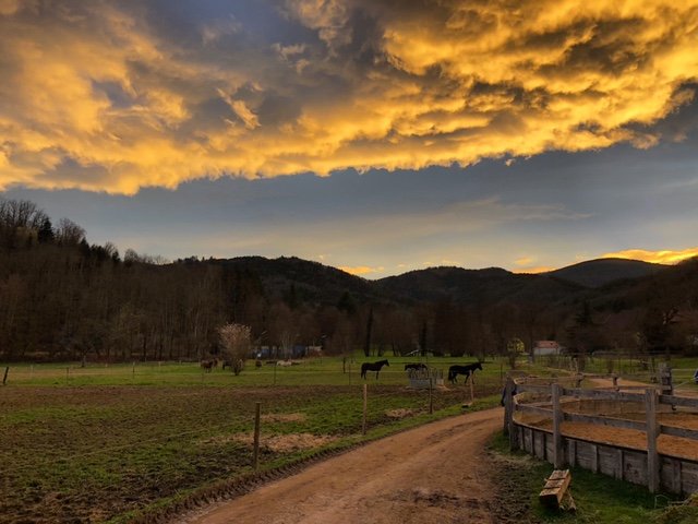 EquiVox - Comportementalisme équin et équithérapie