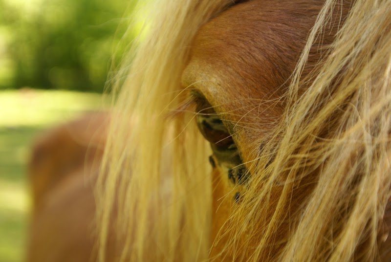 EquiVox - Comportementalisme équin et équithérapie - photo 3