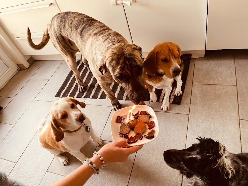 Fanny pension canine - photo 2