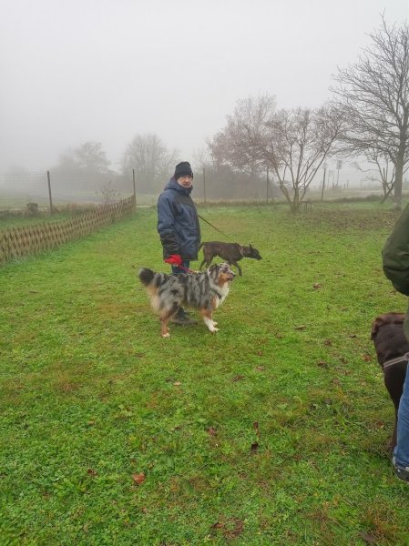 Club canin "NOM D'UN CHIEN"