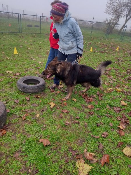 Club canin "NOM D'UN CHIEN" - photo 2