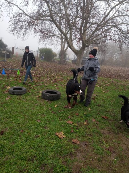 Club canin "NOM D'UN CHIEN" - photo 3