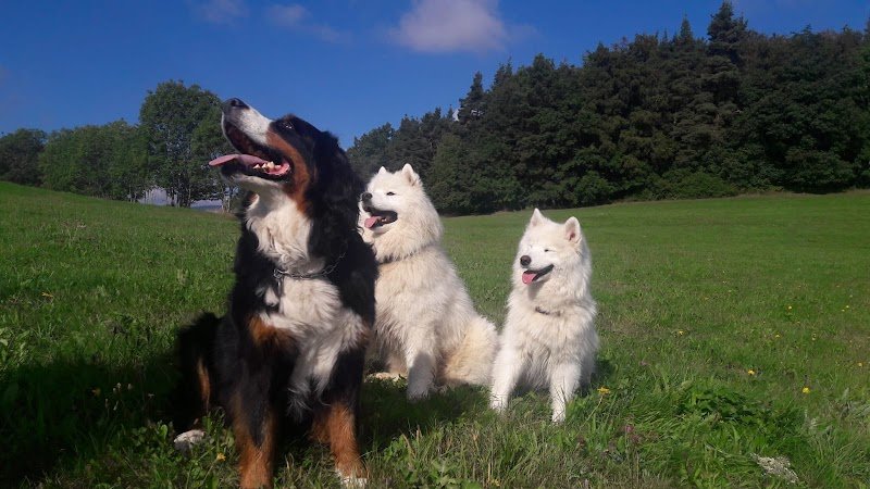 L’École des Scoubidoodi : Educatrice Comportementaliste canin - photo 3