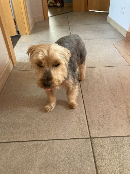 Doggy Kouaf Mobile - photo 1