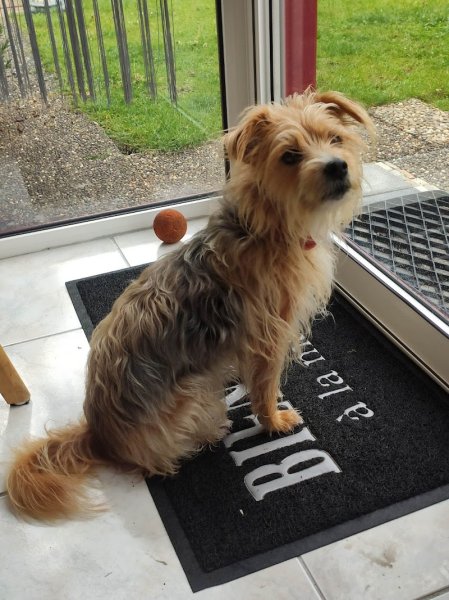 Doggy Kouaf Mobile - photo 2