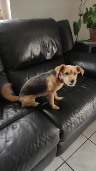 Doggy Kouaf Mobile - photo 3