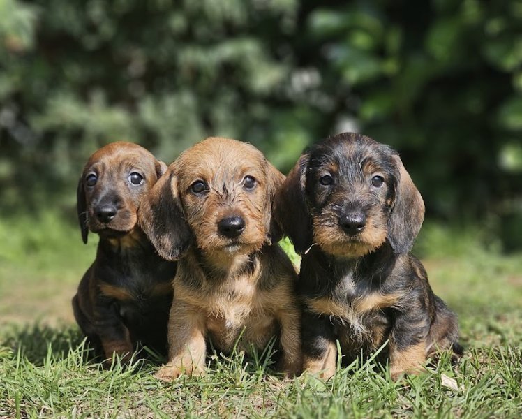 Domaine de Sanctae Crucis : Élevage de Berger Allemand et pension canine dans le Haut-Rhin en France - photo 2