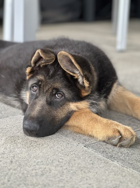 Domaine de Sanctae Crucis : Élevage de Berger Allemand et pension canine dans le Haut-Rhin en France - photo 3