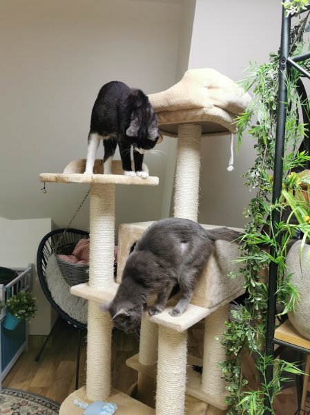 Pension Féline et Canine de Moosch - photo 1