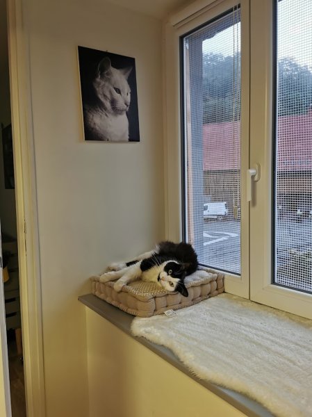 Pension Féline et Canine de Moosch - photo 2