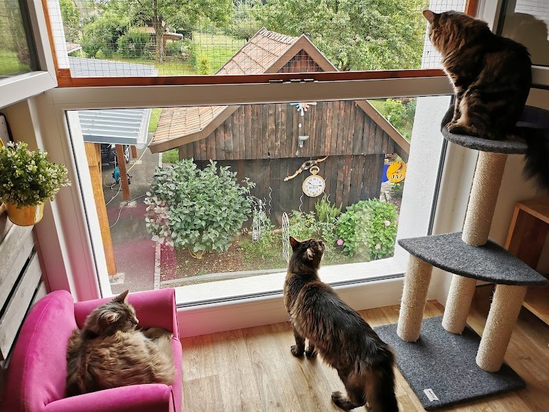 Pension Féline et Canine de Moosch - photo 3