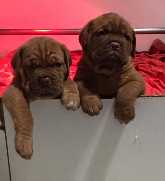 Elevage Canin du Masque de Seth - photo 1