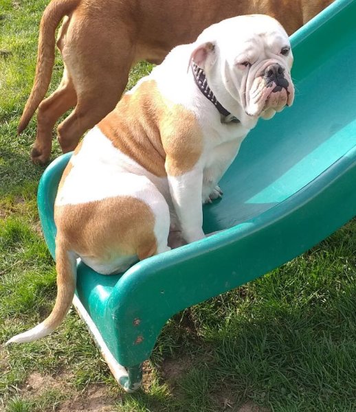 Elevage Canin du Masque de Seth - photo 2