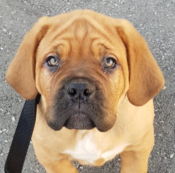 Elevage Canin du Masque de Seth - photo 3