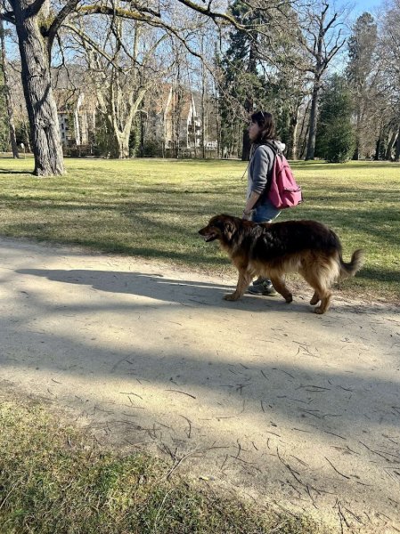 La Dresse Canine - photo 2