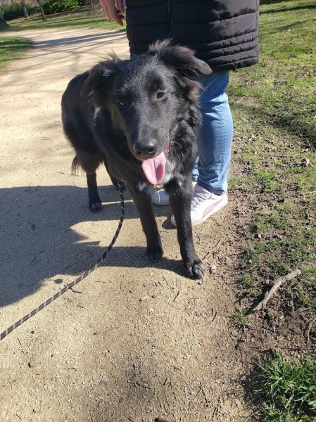 La Dresse Canine - photo 3