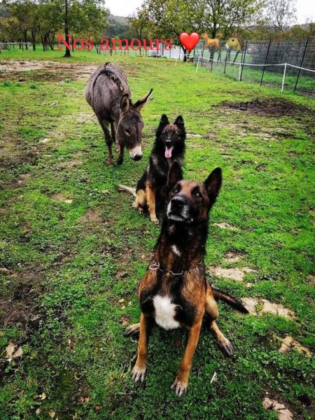 espace canin Sundog - photo 1