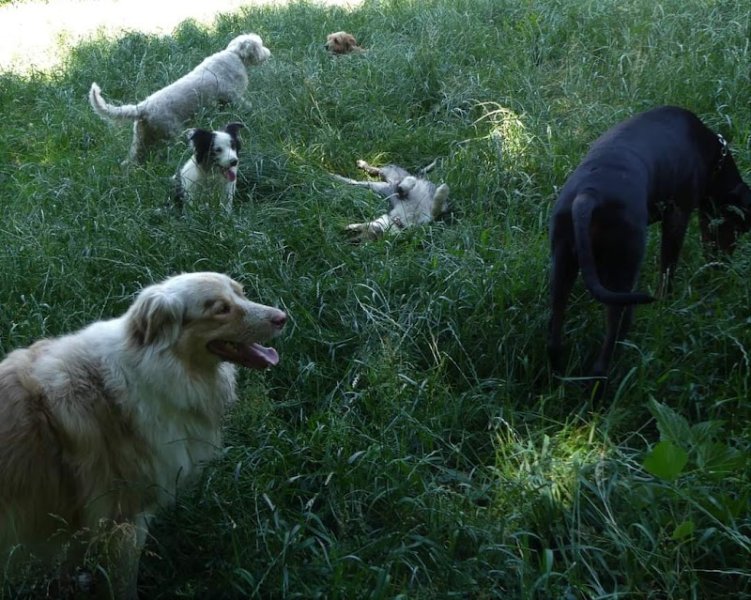 Duo de Chiens - photo 2