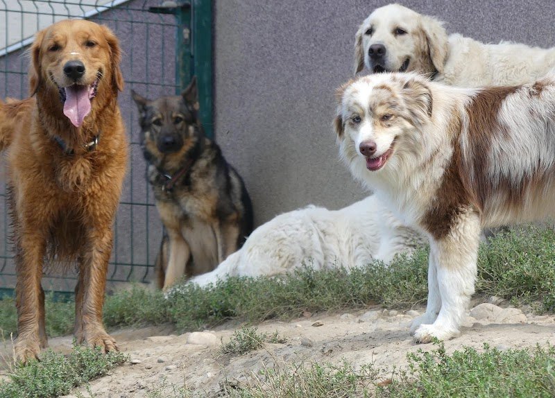 Duo de Chiens - photo 3